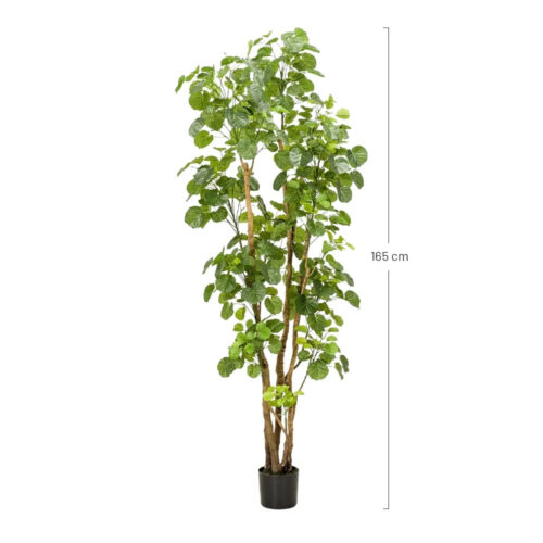 PLANTA ARALIA cotas